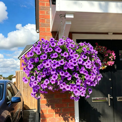 tafren-petunias-variant-Purple