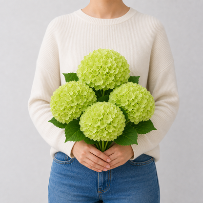 Codex AIGC real hydrangea variant image - hydrangea - Green - 4 bundles - 4 balls