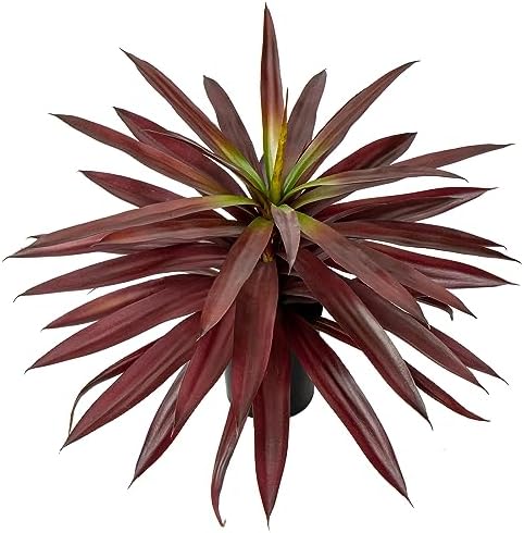 Deluxe Artificial Agave Plant Pot Home Decor Kit