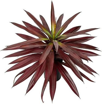 Deluxe Artificial Agave Plant Pot Home Decor Kit