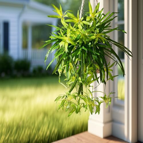 Timeless Artificial Spider Hanging Chlorophytum Home Decor Selection