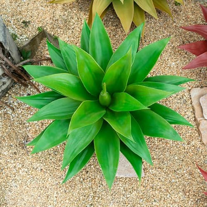 Premium Artificial Agave Large Kitchen Home Decor Bundle