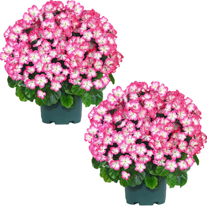 QIANYUN Artificial Geranium Bush – 20 Inch Outdoor Potted Artificial Plant for Front Porch, UV Resistant Faux Flower Bush for Garden, Yard & Patio Decor (2 Pack)