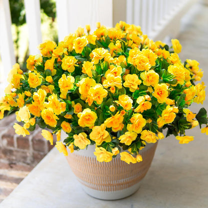 HyeFlora Artificial Fake Flowers Plants for Spring Outdoor Outside Decor, Faux Silk Yellow Camellia UV Resistant Realistic for Planter Front Door Porch Patio Balcony Decoration, 3 Large Bundles