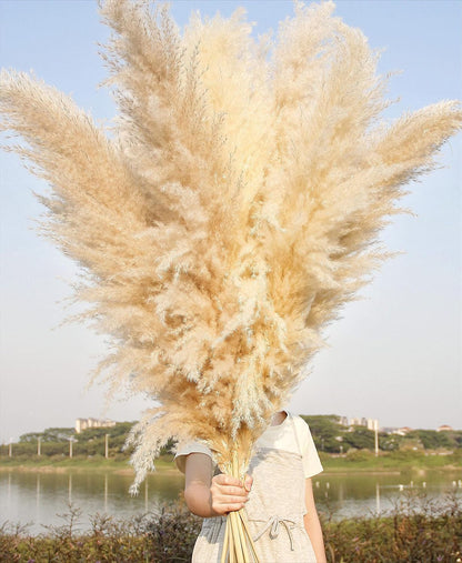 Charming Tall Dried Pampas Grass Stems Indoor Decor Statement
