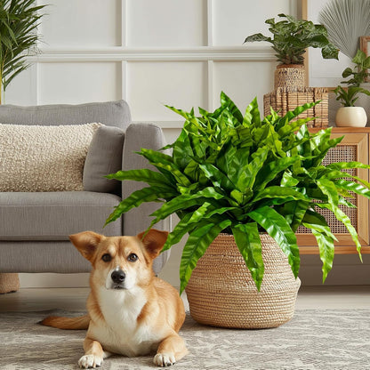 Elegant Artificial Bird Nest Fern Home Decor Arrangement