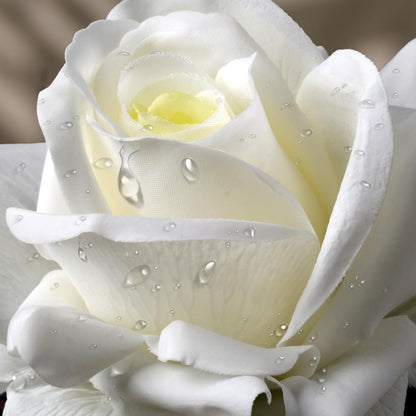 Eyamumo Fake Flowers, Faux Silk Real Touch Artificial Rose Flowers for Decoration DIY, Wedding Party, Home Office Decoration and Dining Table Centerpiece, 7Pcs (White-30cm, 30CM)