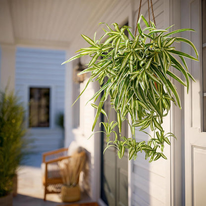 Lifelike Artificial Spider Hanging Chlorophytum Home Decor Bundle