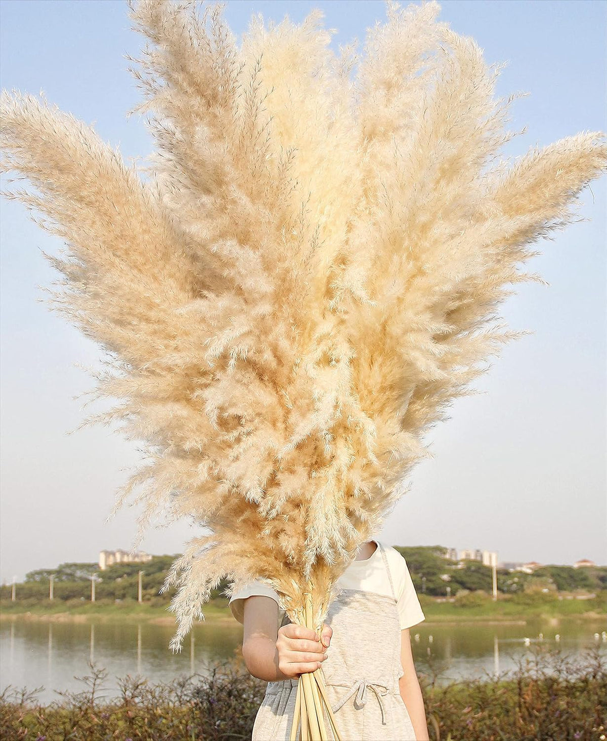 Charming Tall Dried Pampas Grass Stems Indoor Decor Statement