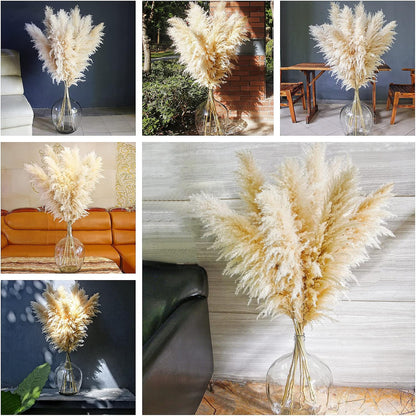 Charming Tall Dried Pampas Grass Stems Indoor Decor Statement