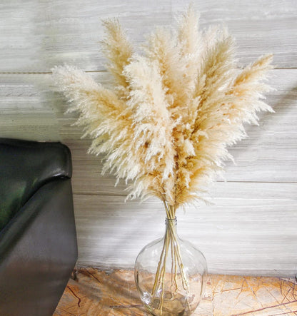 Charming Tall Dried Pampas Grass Stems Indoor Decor Statement