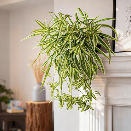 Lifelike Artificial Spider Hanging Chlorophytum Home Decor Bundle
