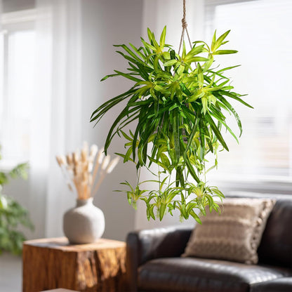 Timeless Artificial Spider Hanging Chlorophytum Home Decor Selection
