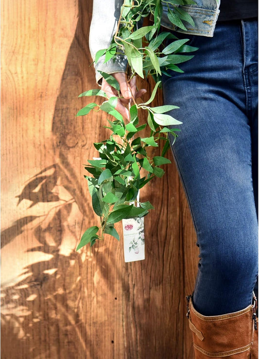 FiveSeasonStuff Artificial Natural Green Willow Garlands, Bendable Greenery Vine Leaves for Wedding Home Decoration (2 Pcs, 11.8 feet)