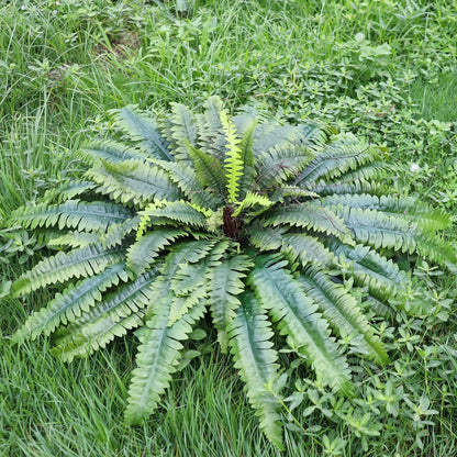 Realistic Large Artificial Ferns Fronds Home Decor Collection