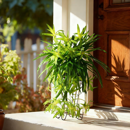 Timeless Artificial Spider Hanging Chlorophytum Home Decor Selection