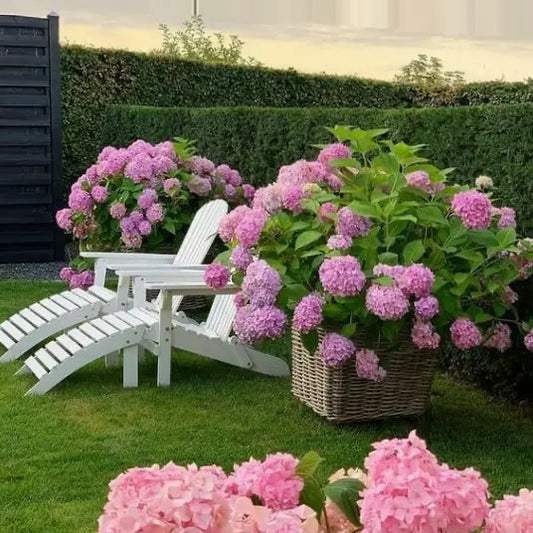 Refined Blooms Hydrangea Bundle UV Outdoor Decor Assortment