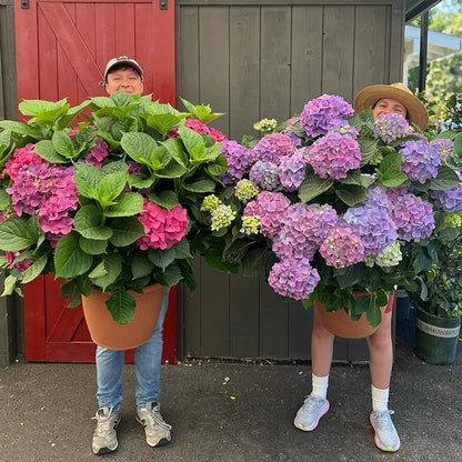 UV Resistant Artificial Hydrangea Flower Bundles for Outdoor Decor